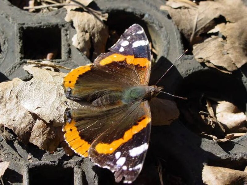 Butterfly on Dry Leaves