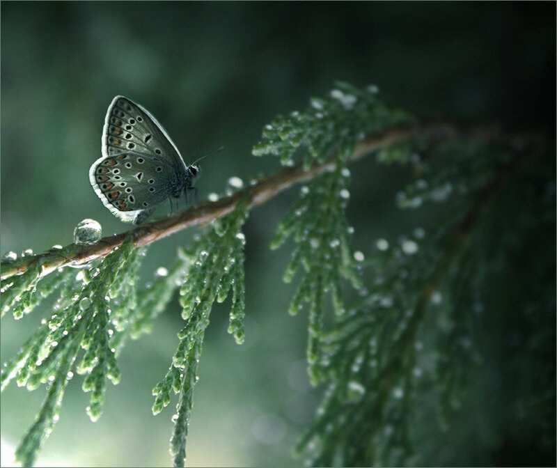 Butterfly on Evergreen Branch