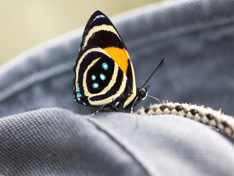 Butterfly on Fabric — Black, Calm