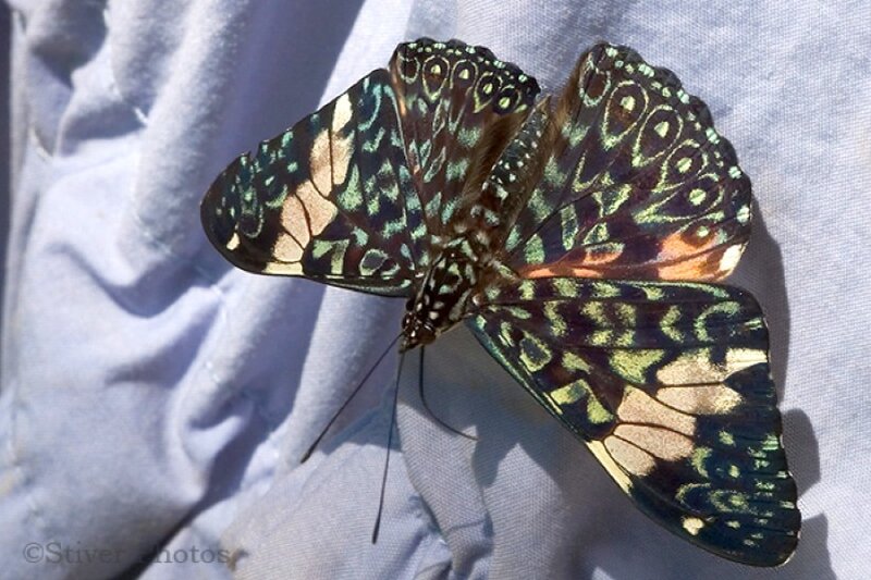 Butterfly on Fabric — Black