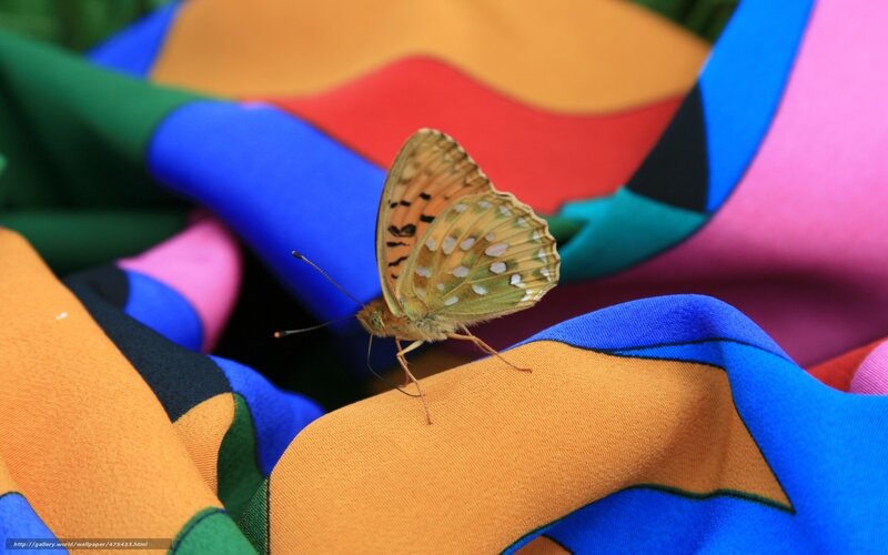 Butterfly on Fabric — Blue
