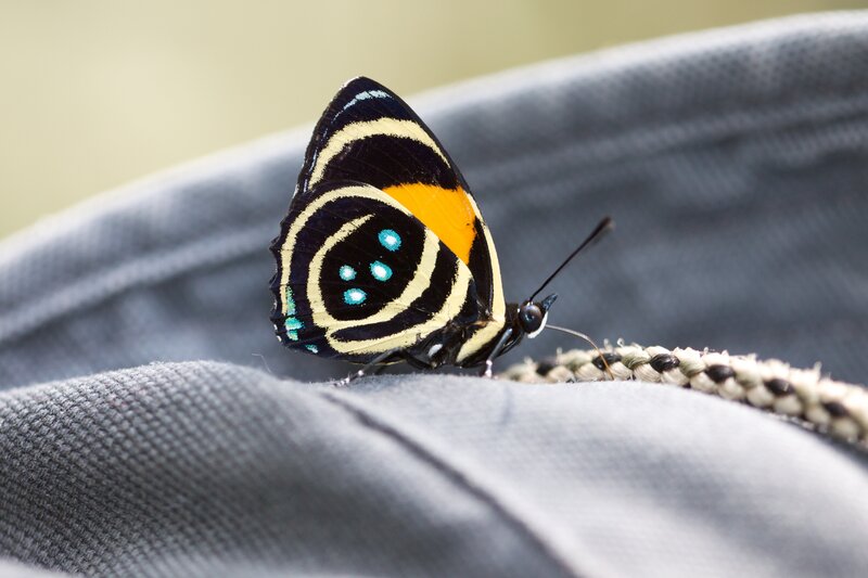 butterfly on fabric
