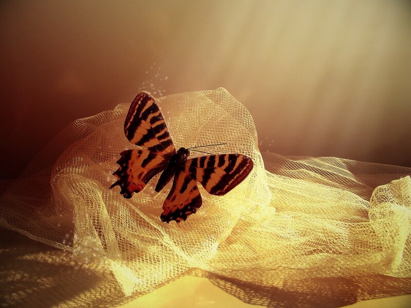 Butterfly on Fabric — Yellow, Dramatic