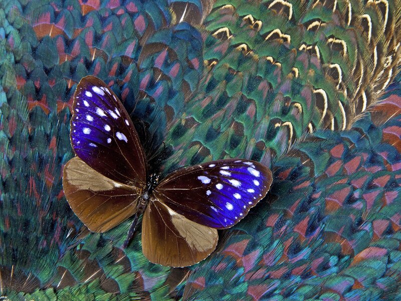 Butterfly on Feathers — Blue