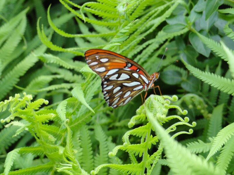 Butterfly on Fern — Green