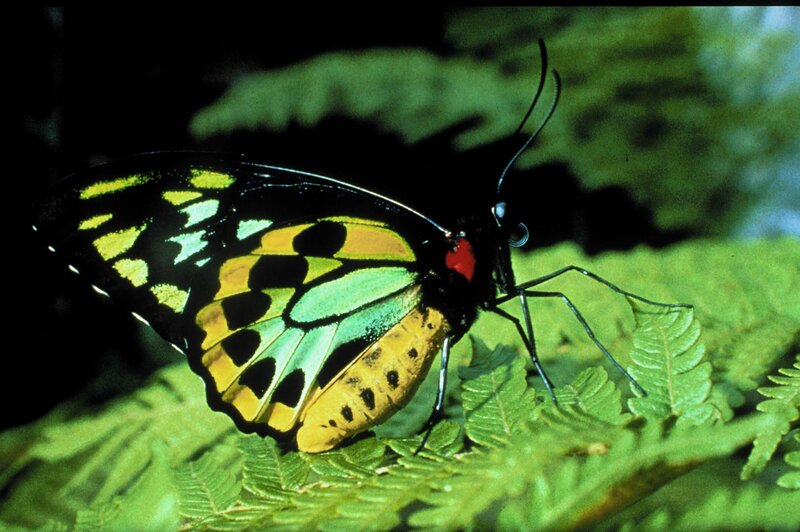 Butterfly on Fern Leaf — Green, Natural