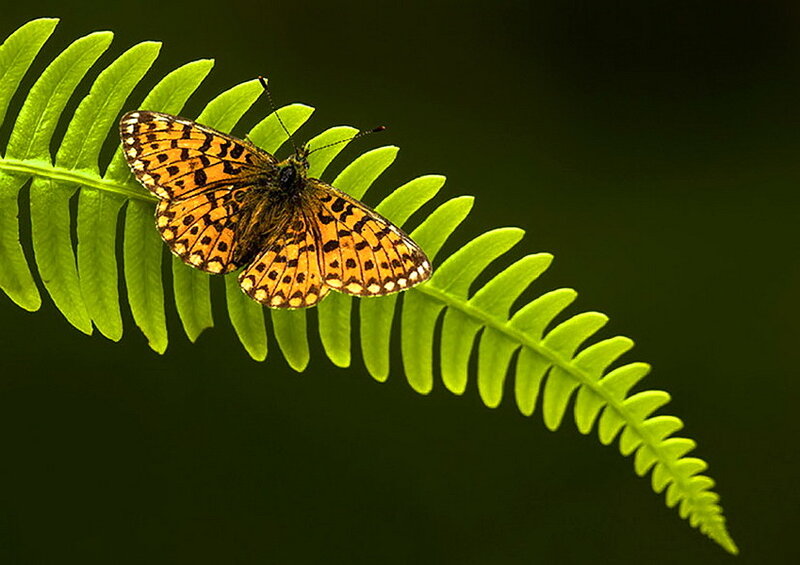 Butterfly on Fern Leaf — Green, Serene