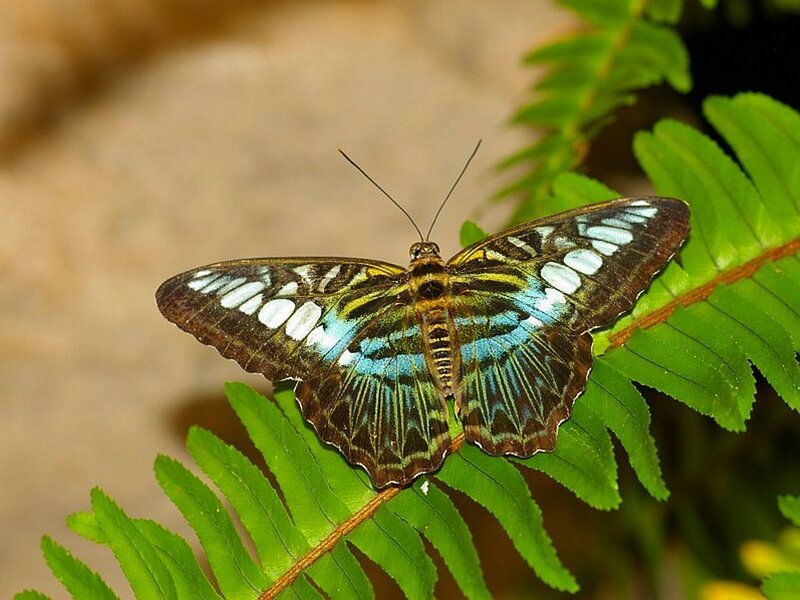 Butterfly on Fern Leaf — Green