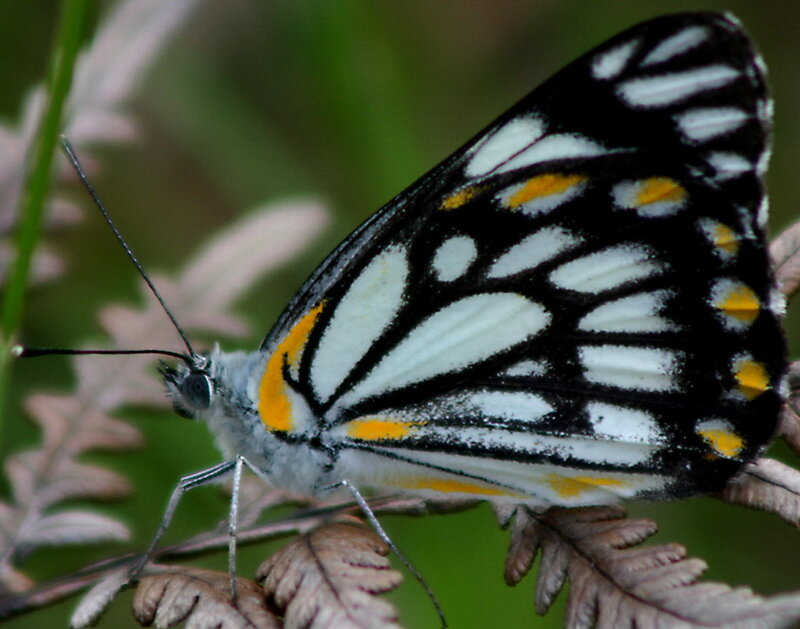 Butterfly on Fern