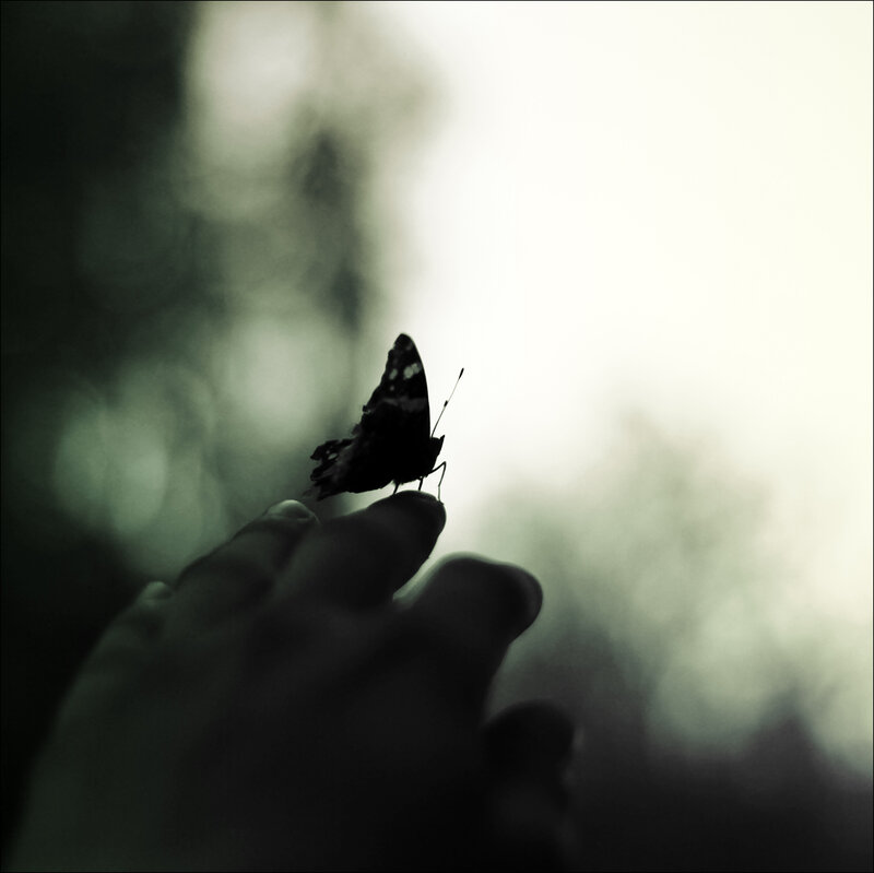 Butterfly on Finger — Black