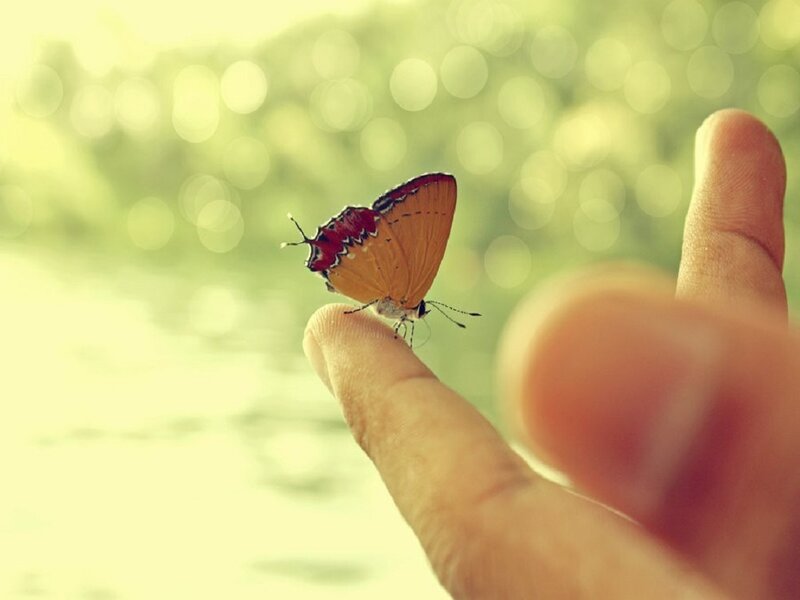 Butterfly on Finger — Green