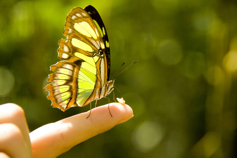 Butterfly on Finger
