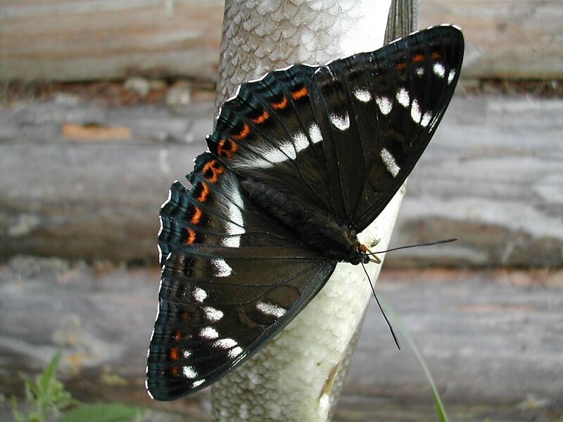 butterfly on fish