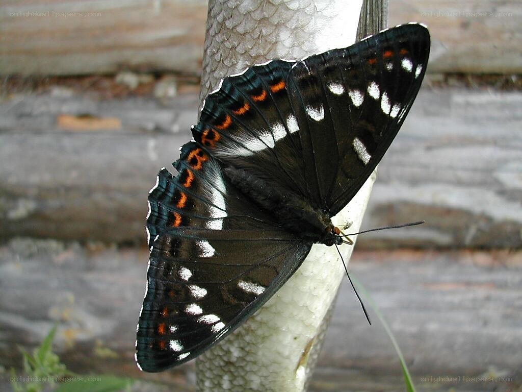 butterfly on fish