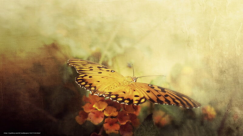 butterfly on flower