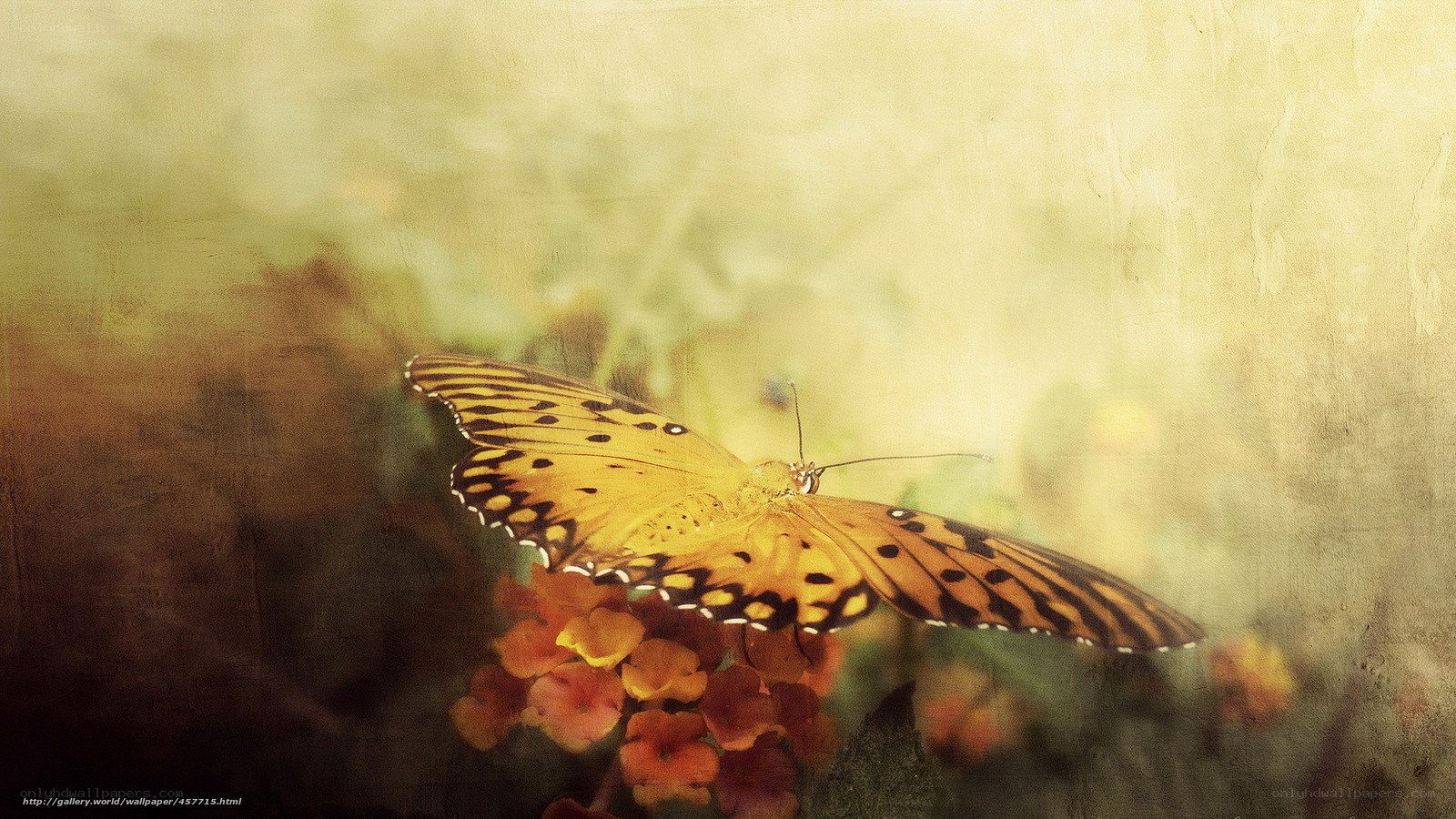 butterfly on flower