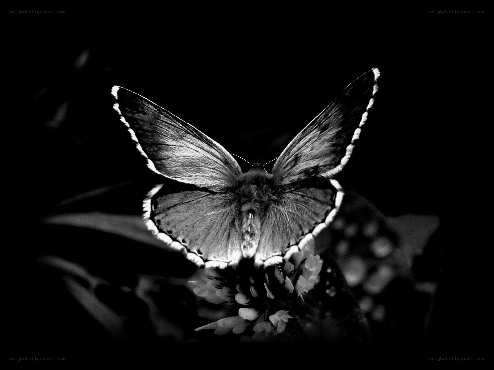 butterfly on flower