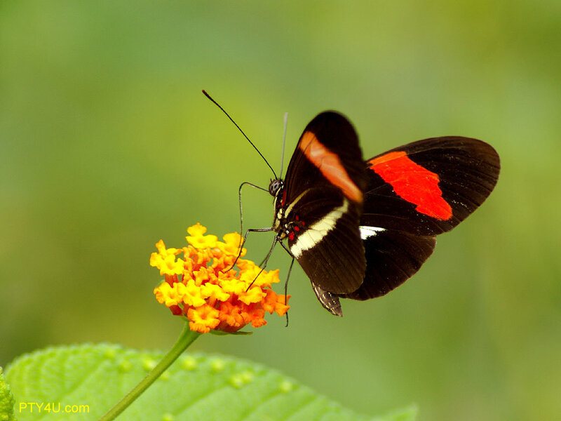 Butterfly on Flower — Black, Calm, Afternoon, Photograph, Leaf, Insect