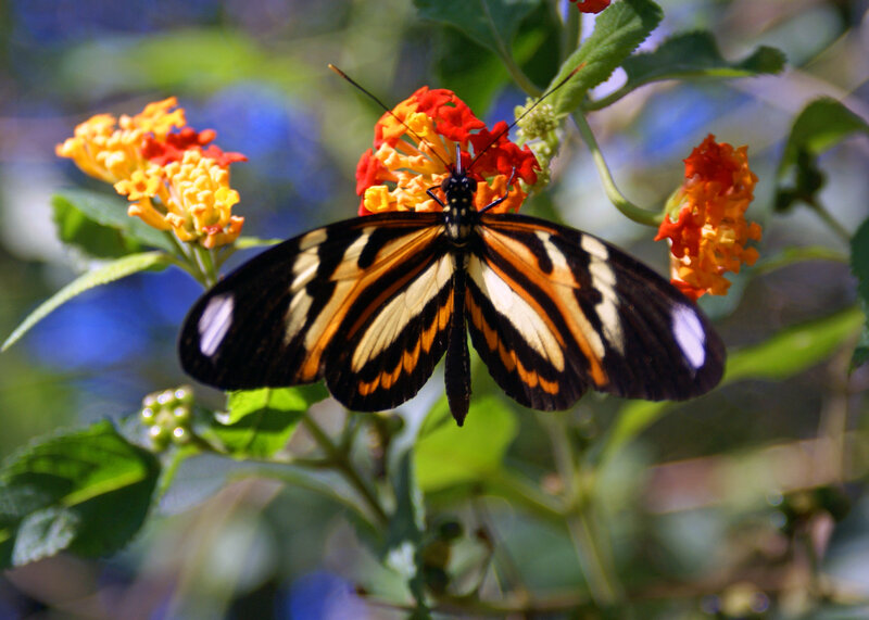 Butterfly on Flower — Black, Calm, Afternoon, Photograph, Leaf, Plant