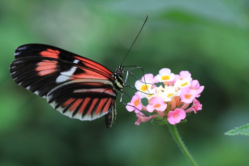 Butterfly on Flower — Black, Calm, Afternoon