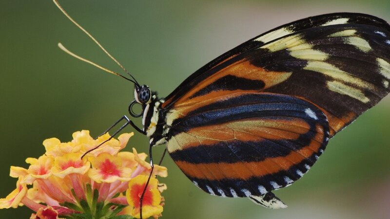 Butterfly on Flower — Black, Calm, Photograph, Antennae, Wings, Orange