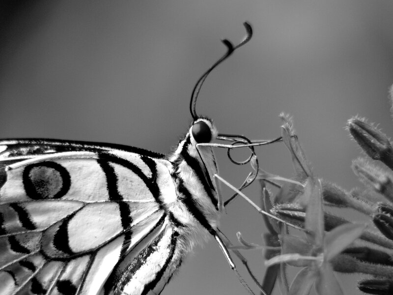 Butterfly on Flower — Black, Calm, Photograph, Antennae, Wings