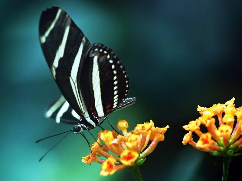 Butterfly on Flower — Black, Calm, Photograph, Insect