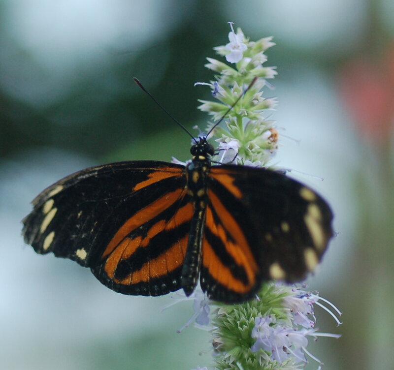 Butterfly on Flower — Black, Calm, Photograph, Plant