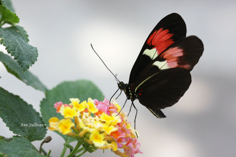 Butterfly on Flower — Black, Calm, Photograph