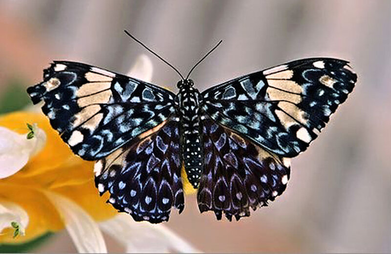 Butterfly on Flower — Black, Calm, Photograph, Wings