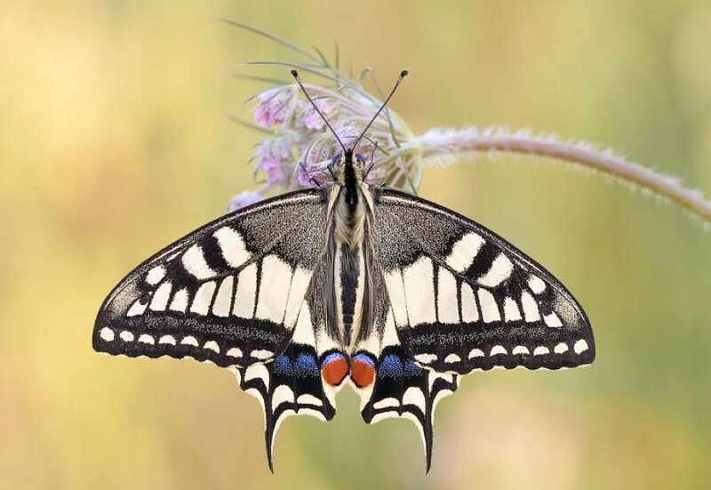 Butterfly on Flower — Black, Calm, Summer