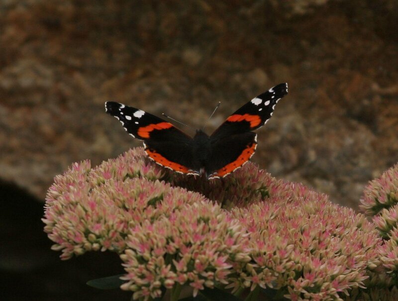 Butterfly on Flower — Black, Calm
