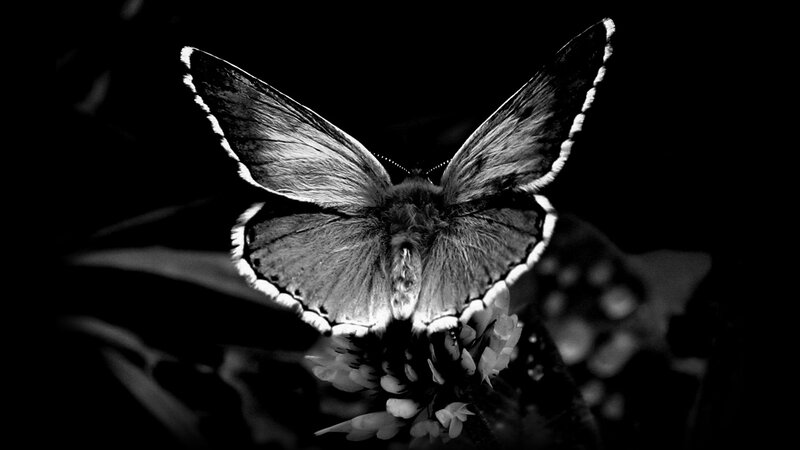 Butterfly on Flower — Black, Dramatic, Night, Photograph