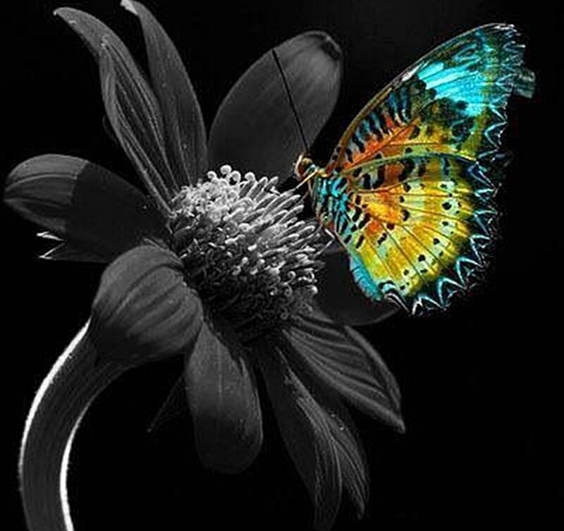 Butterfly on Flower — Black, Dramatic, Photograph