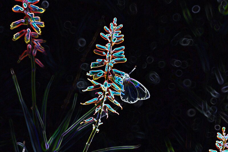 Butterfly on Flower — Black, Dramatic