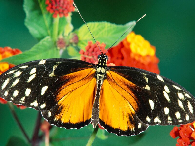 Butterfly on Flower — Black, Natural, Afternoon