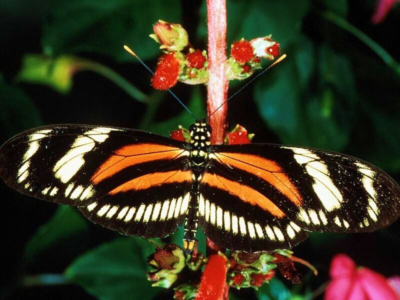 Butterfly on Flower — Black, Natural, Photograph, Plant