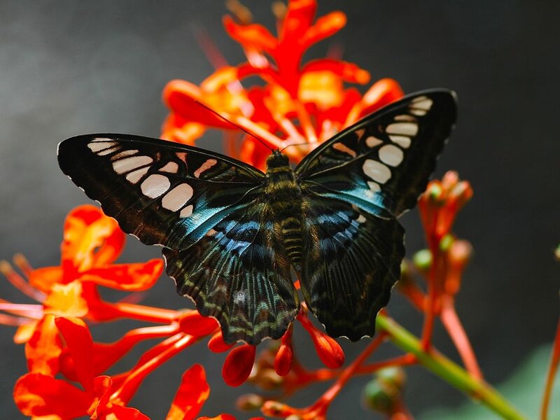 Butterfly on Flower — Black, Natural, Photograph