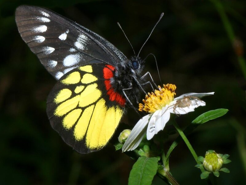 Butterfly on Flower — Black, Natural
