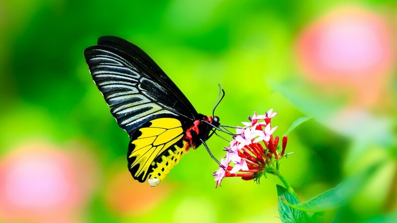 Butterfly on Flower — Black, Serene, Afternoon, Photograph, Green Leaves