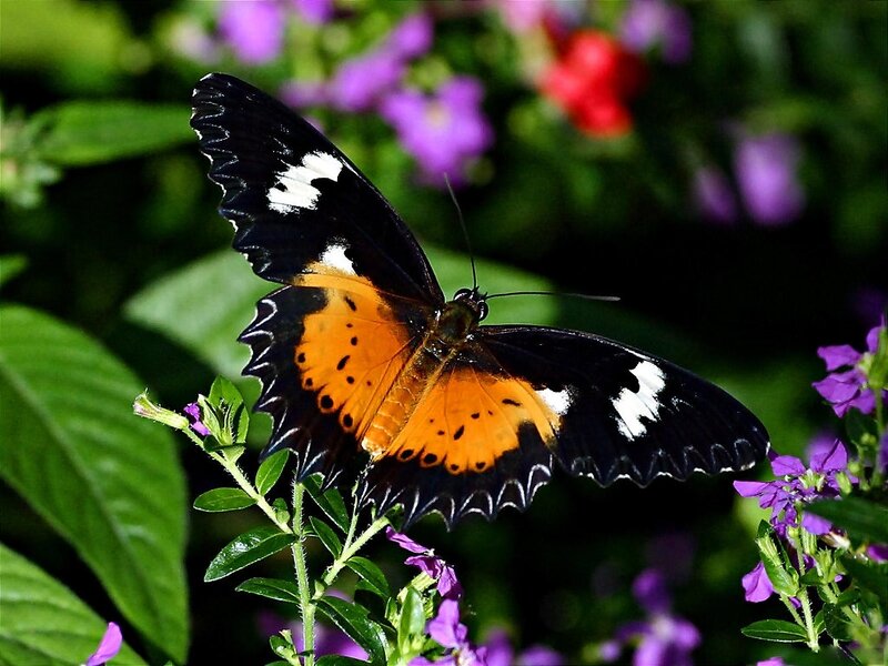 Butterfly on Flower — Black, Serene, Afternoon