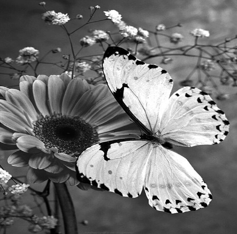 Butterfly on Flower — Black, Serene, Photograph