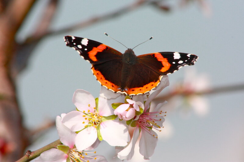 Butterfly on Flower — Black, Serene