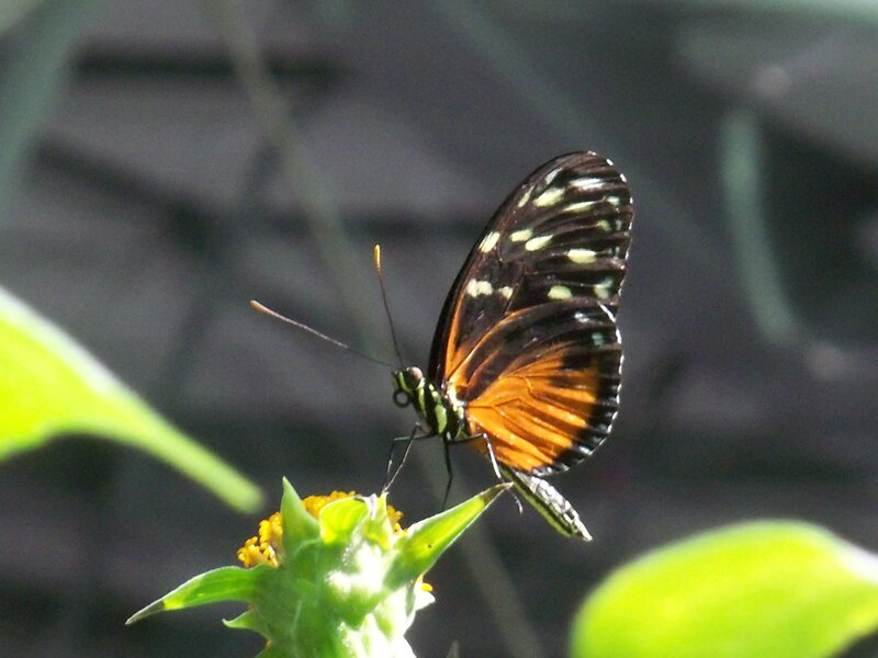 Butterfly on Flower — Black