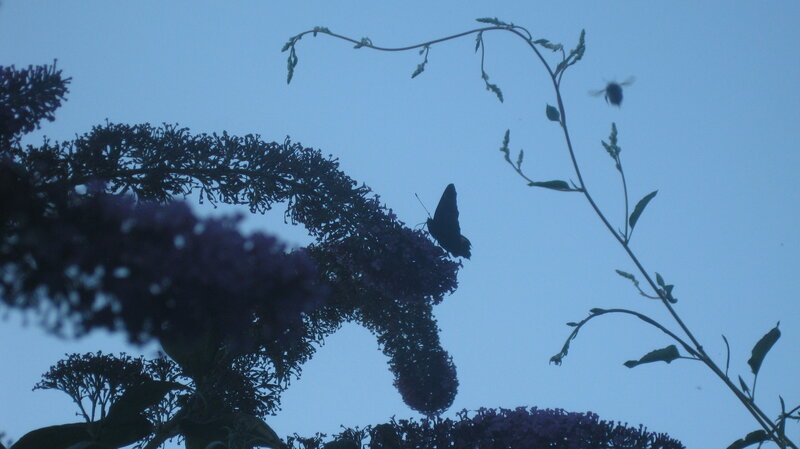 Butterfly on Flower — Blue, Calm