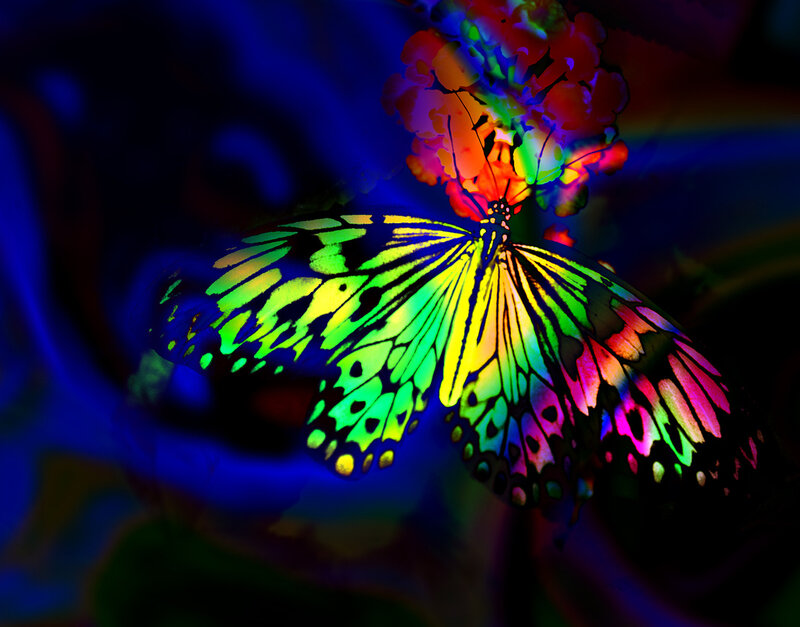 Butterfly on Flower — Blue, Dramatic, Night