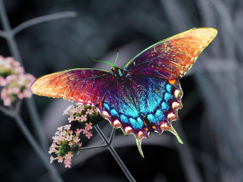 Butterfly on Flower — Blue, Dramatic, Photograph