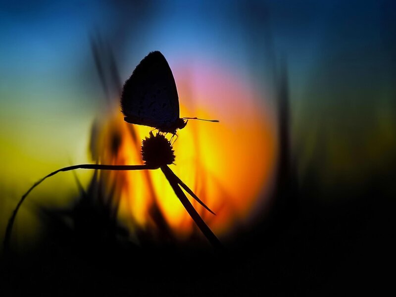 Butterfly on Flower — Blue, Dramatic, Sunset, Photograph, Orange