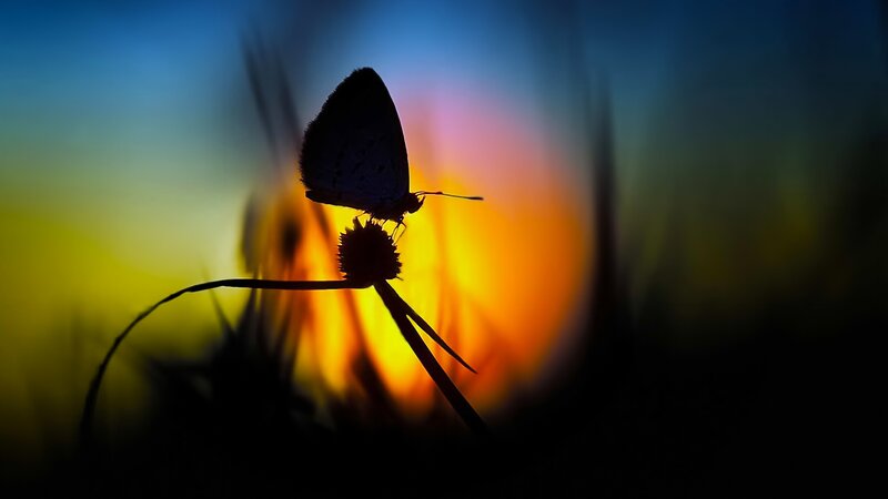Butterfly on Flower — Blue, Dramatic, Sunset, Photograph, Sky