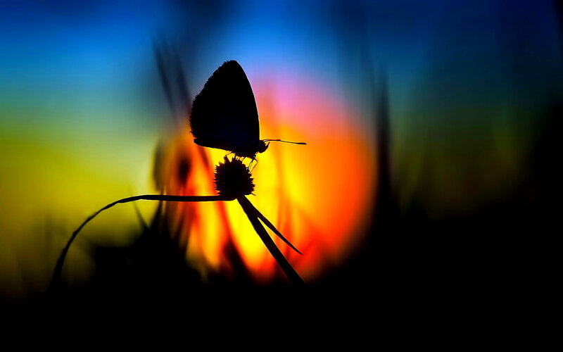 Butterfly on Flower — Blue, Dramatic, Sunset